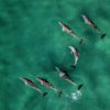 dolphins in ocean dolphins in ocean