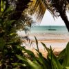 trees with beach view