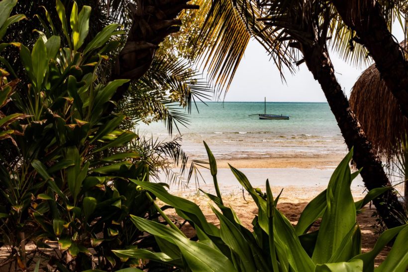 trees with beach view