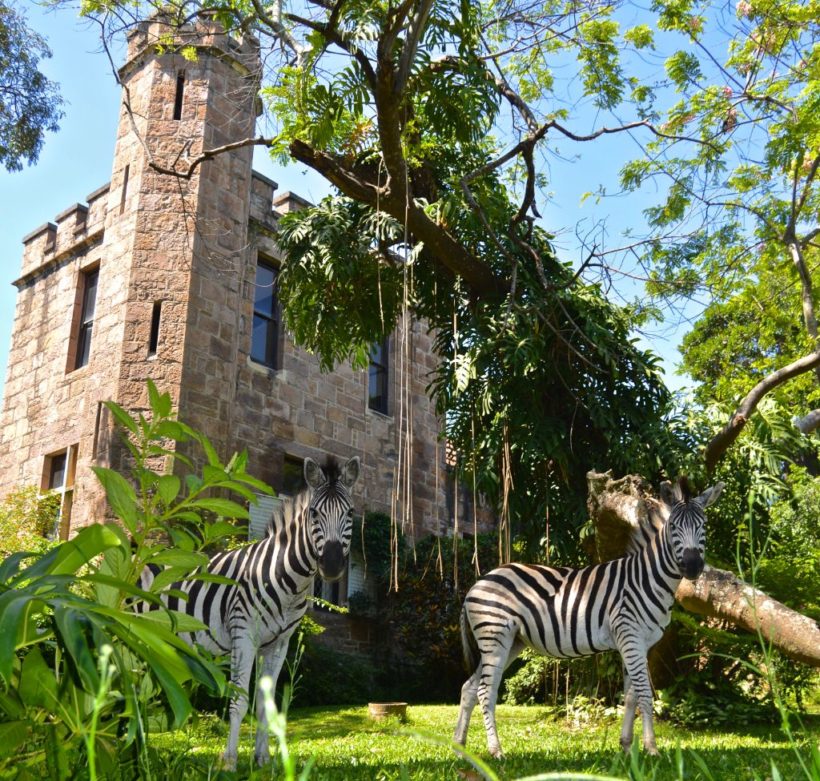 Castle-Zebra