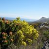 Peninsula_Sandstone_Fynbos_-_Cape_Town_8