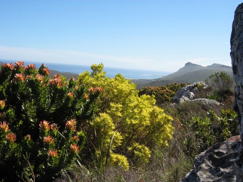 Peninsula_Sandstone_Fynbos_-_Cape_Town_8